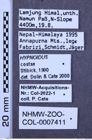 Etiketten zu Hypnoidus costae (NHMW-ZOO-COL-0007411)